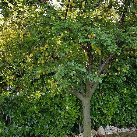 Sole Frühstückspension 4*