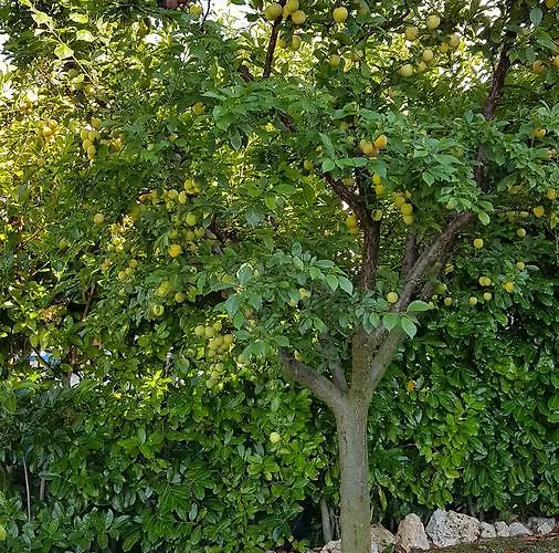 Sole Bed and Breakfast 4*